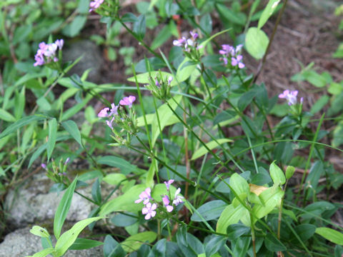 Dianthus japonicus