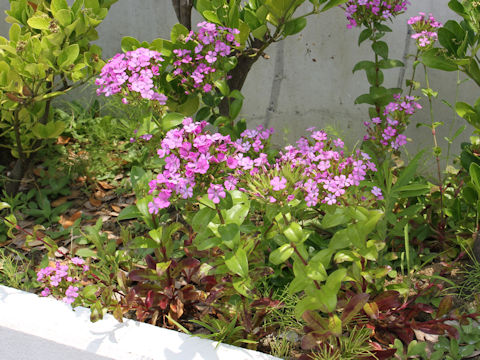 Dianthus japonicus