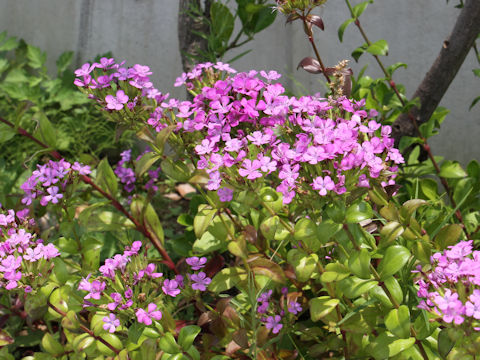 Dianthus japonicus