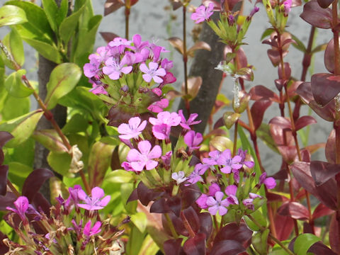 Dianthus japonicus