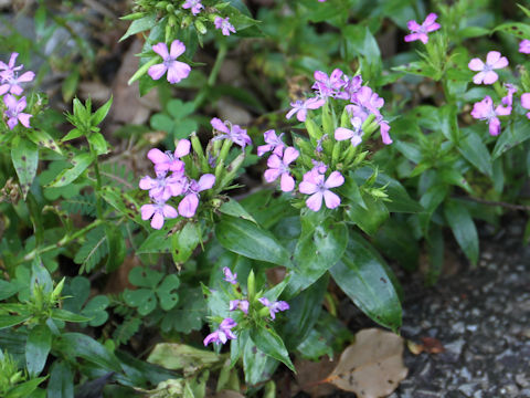 Dianthus japonicus