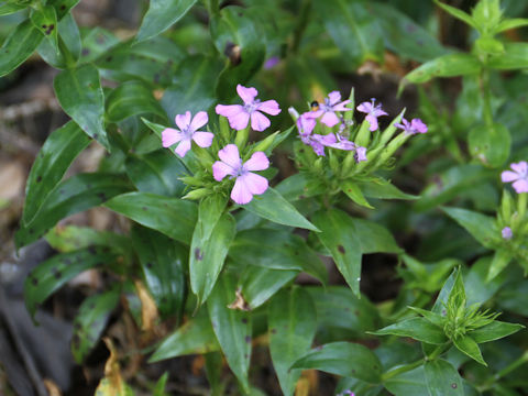 Dianthus japonicus