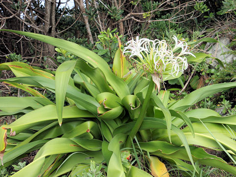 Crinum asiaticum var. japonicum