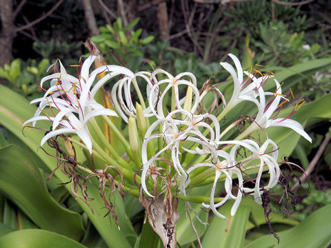 Crinum asiaticum var. japonicum