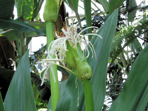 Crinum asiaticum var. japonicum