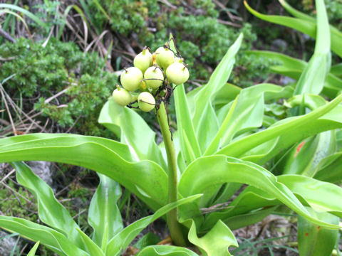 Crinum asiaticum var. japonicum