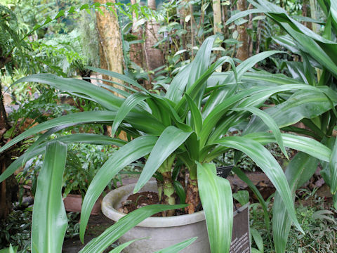 Crinum asiaticum var. japonicum