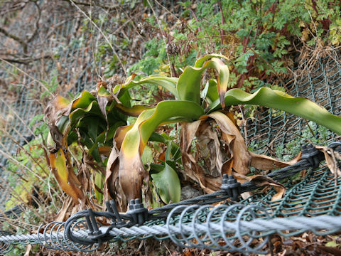 Crinum asiaticum var. japonicum