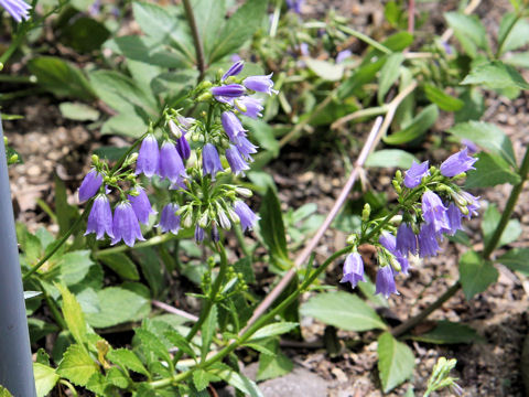 Adenophora triphylla var. japonica f. glabra