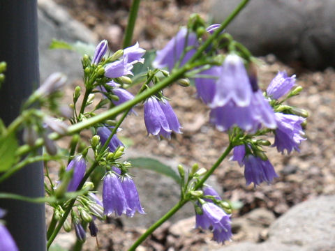 Adenophora triphylla var. japonica f. glabra