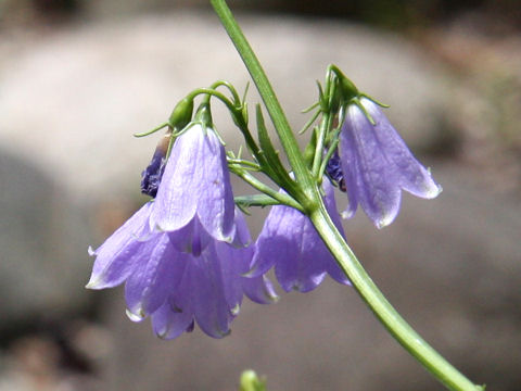 Adenophora triphylla var. japonica f. glabra