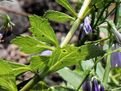 Adenophora triphylla var. japonica f. glabra