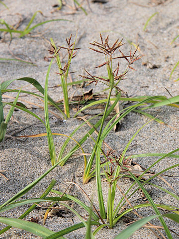 Cyperus rotundus