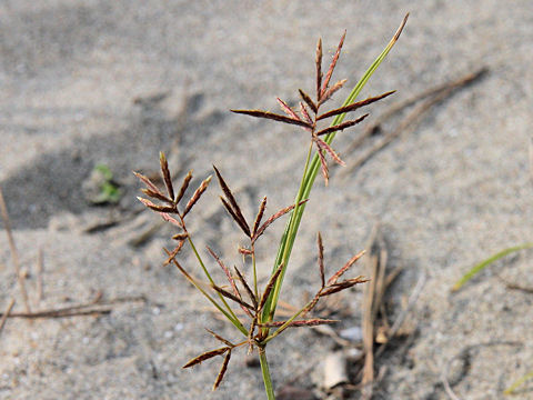 Cyperus rotundus