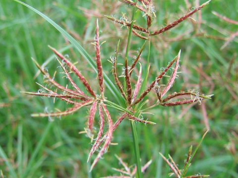 Cyperus rotundus