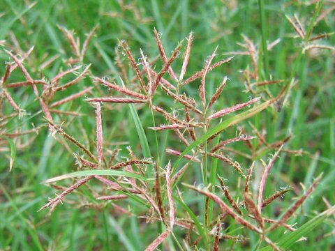 Cyperus rotundus