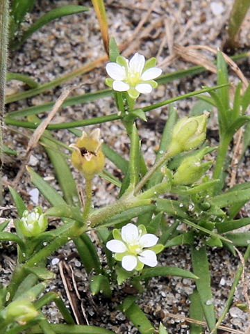 Sagina maxima