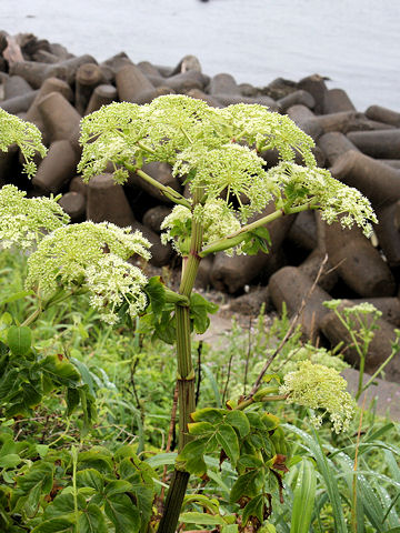 Angelica japonica