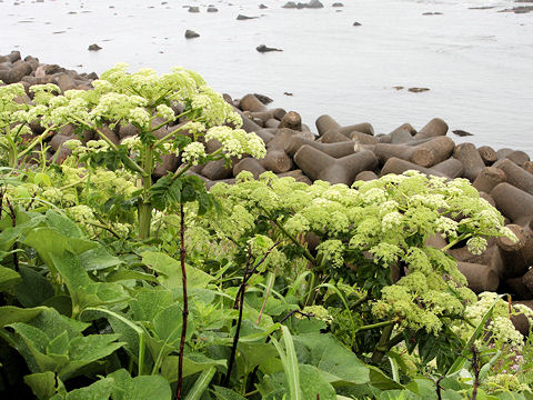 Angelica japonica