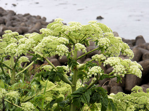 Angelica japonica