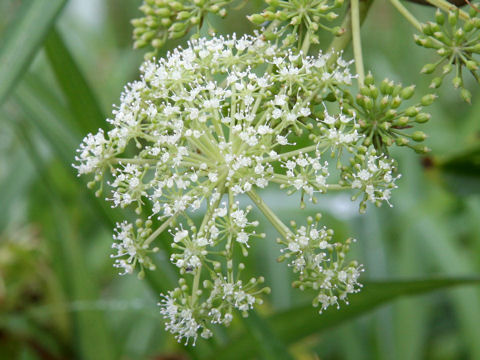 Angelica japonica