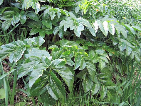 Angelica japonica