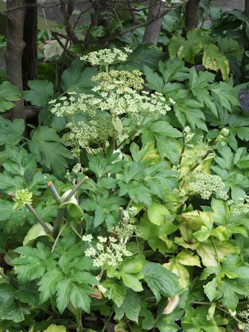 Angelica japonica