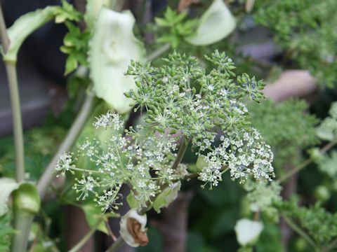 Angelica japonica