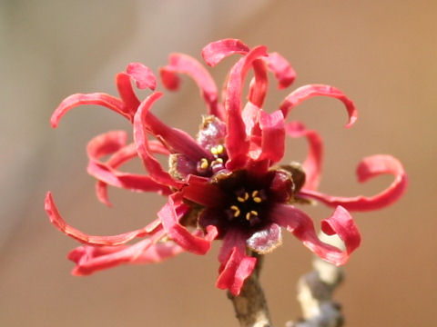 Hamamelis x intermedia