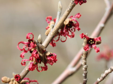 Hamamelis x intermedia