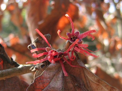 Hamamelis x intermedia