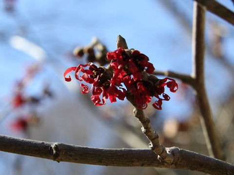 Hamamelis x intermedia