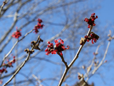 Hamamelis x intermedia