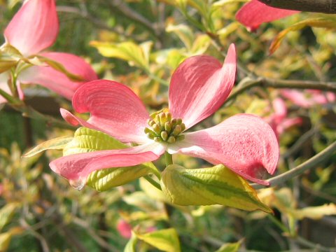 Benthamidia florida