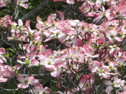 Benthamidia florida