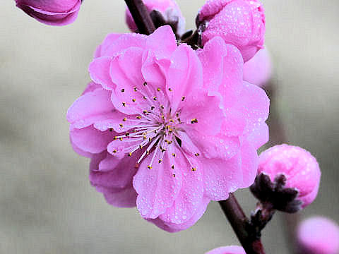 Prunus persica