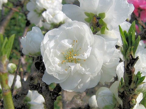 Prunus persica