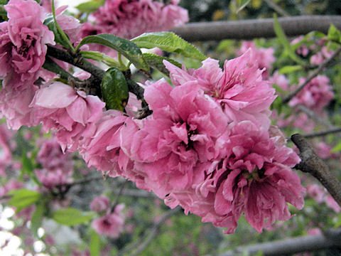 Prunus persica