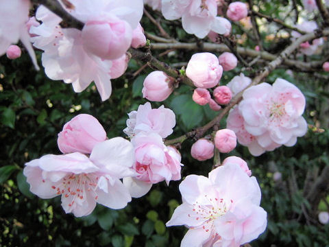 Prunus persica