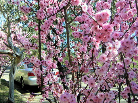 Prunus persica