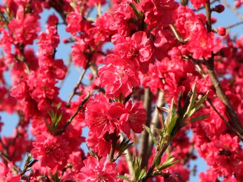 Prunus persica