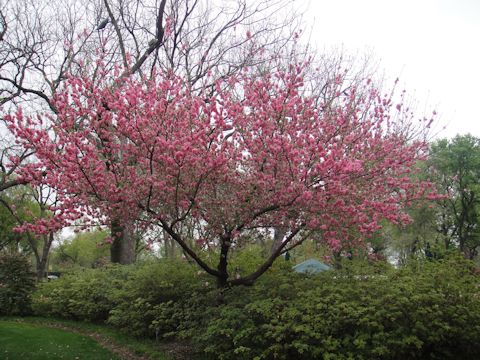 Prunus persica