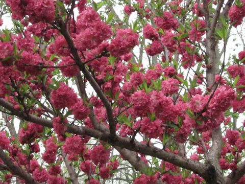 Prunus persica