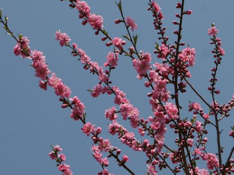 Prunus persica