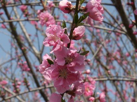 Prunus persica