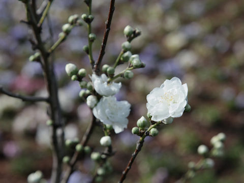 Prunus persica