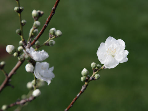 Prunus persica