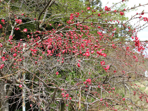 Prunus persica