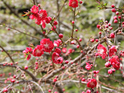 Prunus persica