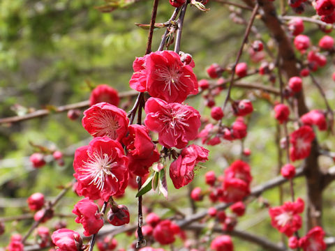 Prunus persica